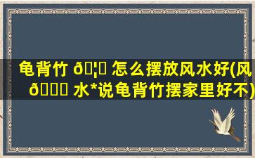 龟背竹 🦋 怎么摆放风水好(风 🐒 水*
说龟背竹摆家里好不)